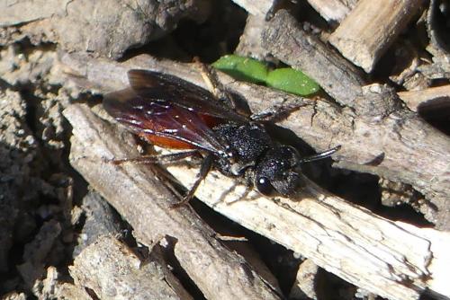 Réf. 278 689 : Sphecodes sp.